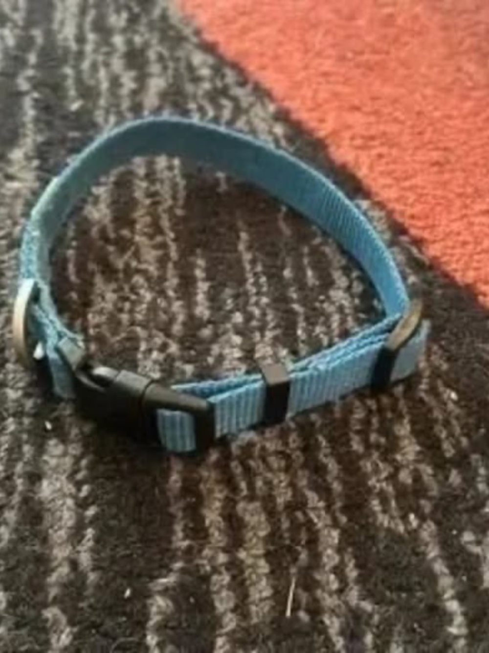 Small blue dog collar